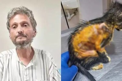 Eyüp Sultan Camii ve Pierre Loti Mezarlığı'nda 50 Kediyi Asit ve Kezzapla Yakarak Öldüren Şüpheli Yakalandı